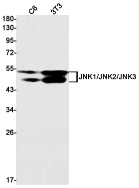 Rabbit Monoclonal Antibody to JNK