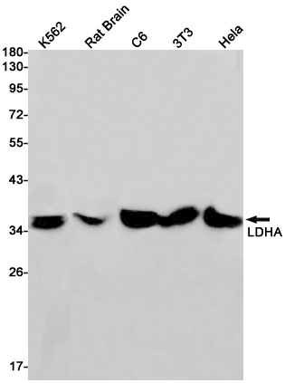 Rabbit Monoclonal Antibody to Lactate Dehydrogenase A