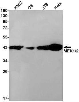 Rabbit Monoclonal Antibody to MEK1/2