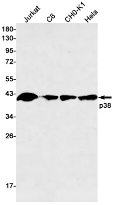 Rabbit Monoclonal Antibody to p38