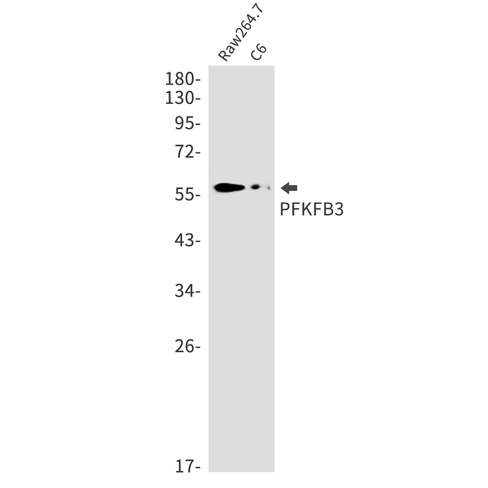 Rabbit Monoclonal Antibody to PFKFB3