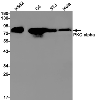 Rabbit Monoclonal Antibody to PKC alpha