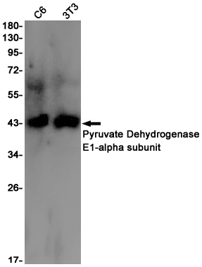 Rabbit Monoclonal Antibody to Pyruvate Dehydrogenase E1 alpha