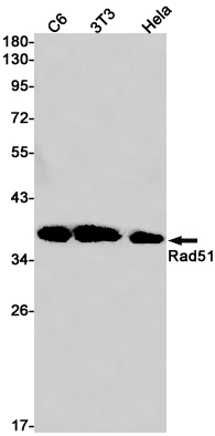 Rabbit Monoclonal Antibody to Rad51