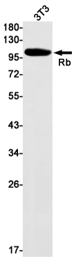 Rabbit Monoclonal Antibody to Rb
