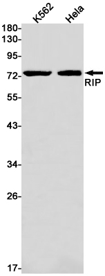 Rabbit Monoclonal Antibody to RIP