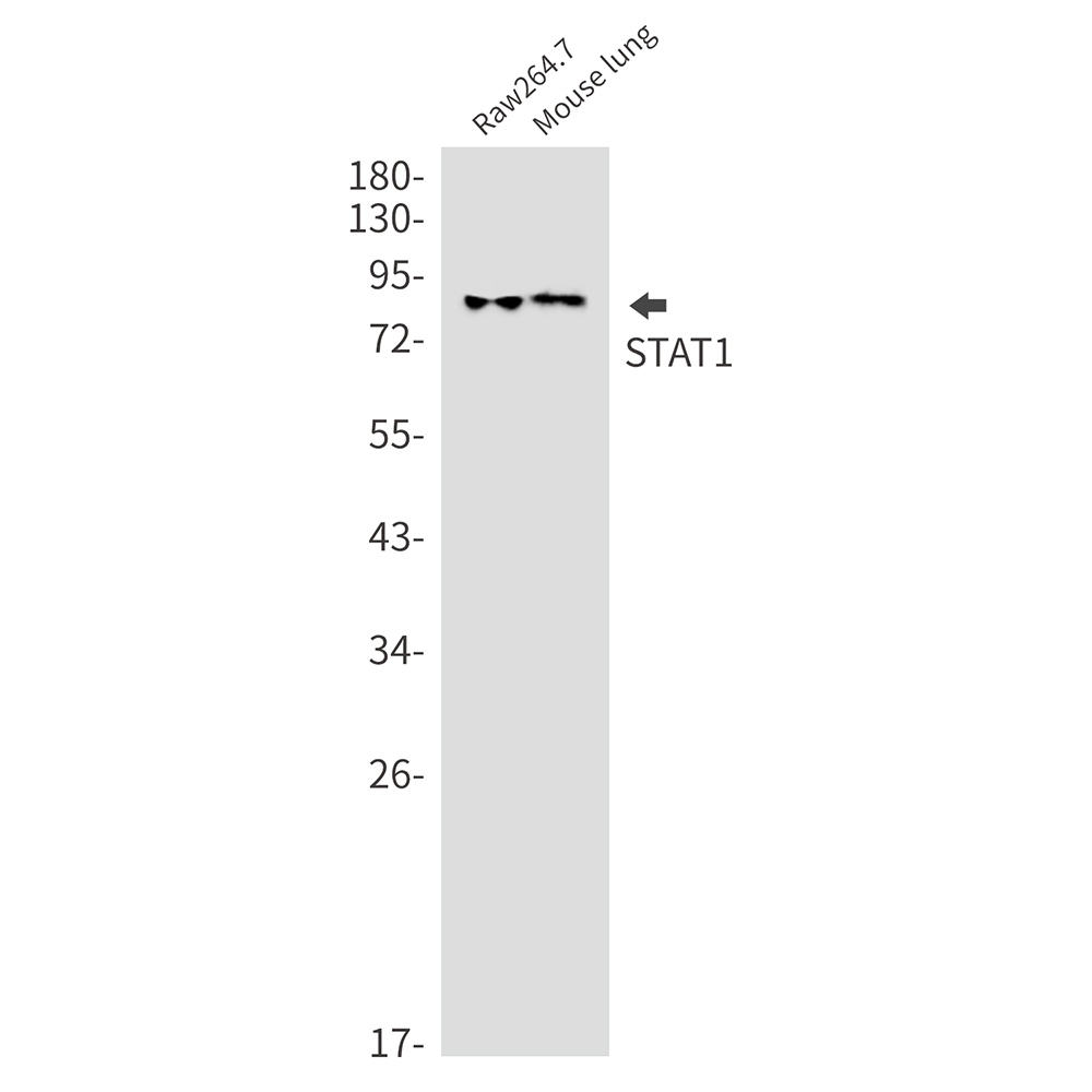 Rabbit Monoclonal Antibody to STAT1