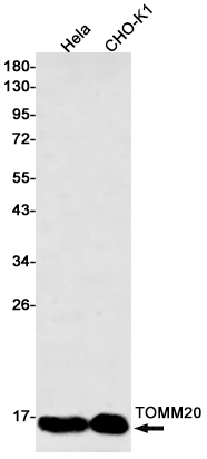 Rabbit Monoclonal Antibody to TOMM20