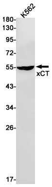 Rabbit Monoclonal Antibody to xCT