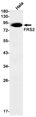 Rabbit Monoclonal Antibody to FRS2