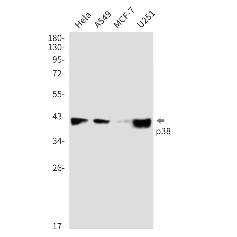 Rabbit Monoclonal Antibody to p38