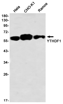 Rabbit Monoclonal Antibody to YTHDF1
