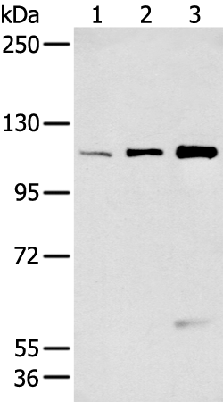 Rabbit Polyclonal Antibody to FBLN2