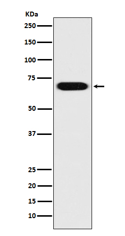 Rabbit Polyclonal Antibody to PRC1