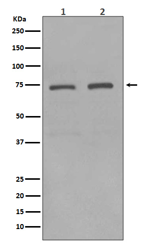 Rabbit Polyclonal Antibody to KIFC1