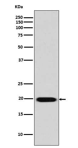 Rabbit Polyclonal Antibody to Caveolin 2