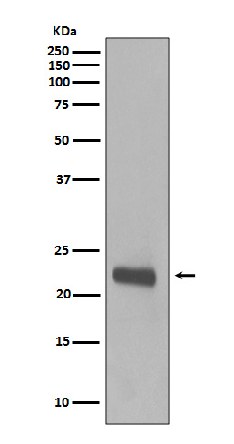 Rabbit Polyclonal Antibody to Caveolin 1