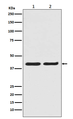 Rabbit Polyclonal Antibody to ERK2