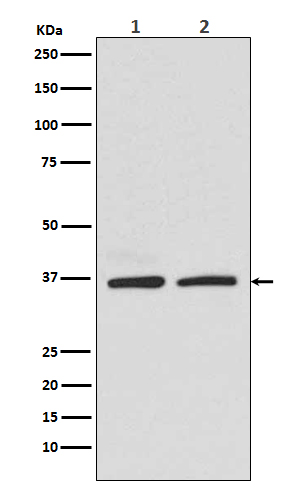 Rabbit Polyclonal Antibody to Rad51