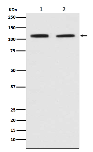 Rabbit Polyclonal Antibody to PMS2