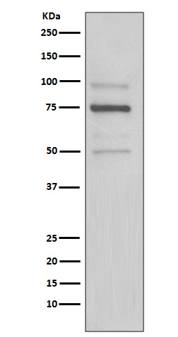 Rabbit Polyclonal Antibody to KDEL
