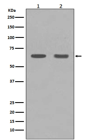 Rabbit Polyclonal Antibody to HDAC1