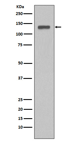 Rabbit Polyclonal Antibody to MCM2