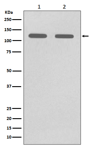 Rabbit Polyclonal Antibody to CD146