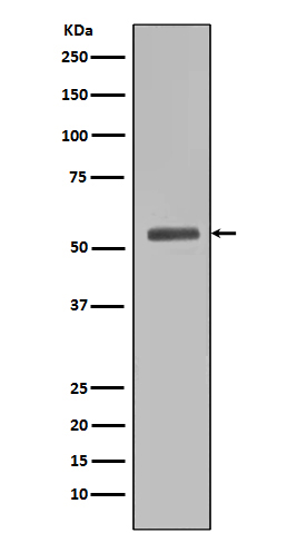 Rabbit Polyclonal Antibody to Smad5