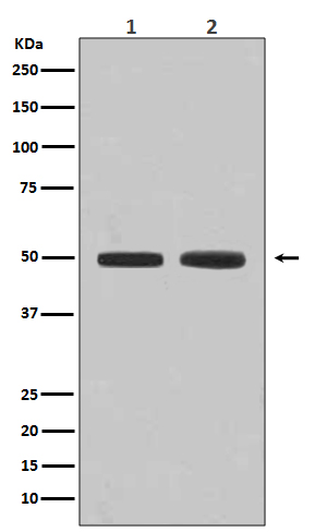 Rabbit Polyclonal Antibody to Flotillin 1