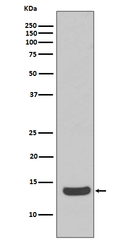 Rabbit Polyclonal Antibody to Histone H2A.X