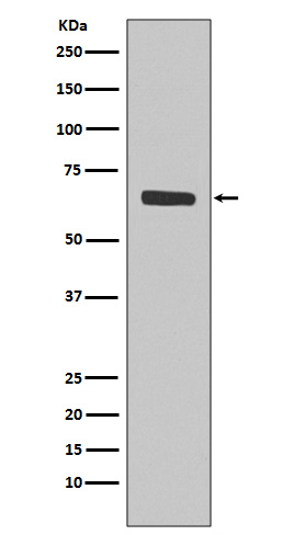 Rabbit Polyclonal Antibody to SHP1