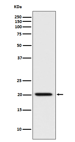 Rabbit Polyclonal Antibody to Bad