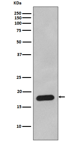 Rabbit Polyclonal Antibody to Cyclophilin B