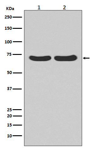 Rabbit Polyclonal Antibody to Hsc70
