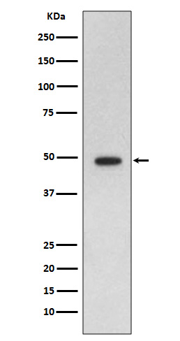 Rabbit Polyclonal Antibody to GFAP