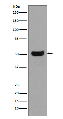 Rabbit Polyclonal Antibody to Human IgG4