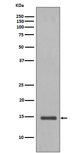 Rabbit Polyclonal Antibody to Histone H2B (yeast)