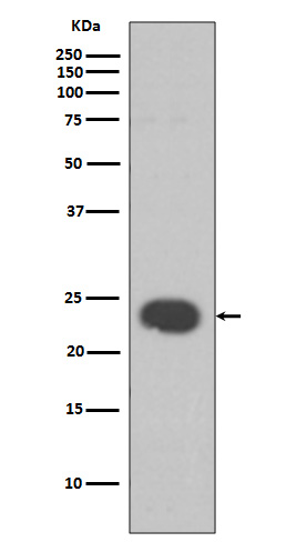 Rabbit Polyclonal Antibody to HP1 alpha