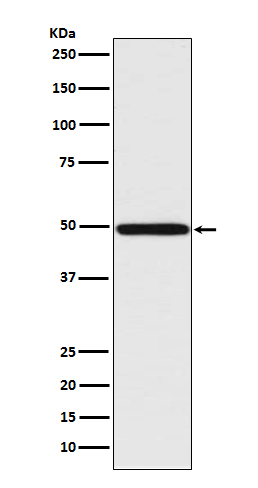 Rabbit Polyclonal Antibody to IRF1