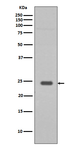 Rabbit Polyclonal Antibody to Rab9