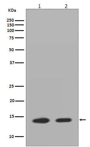 Rabbit Polyclonal Antibody to Histone H2A