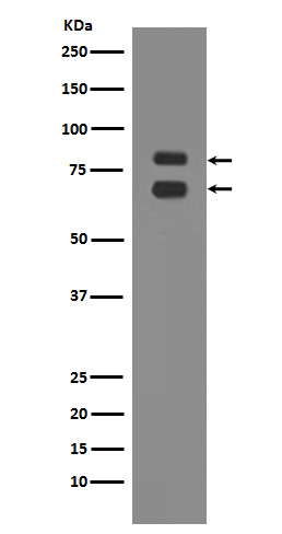 Rabbit Polyclonal Antibody to ASH2L