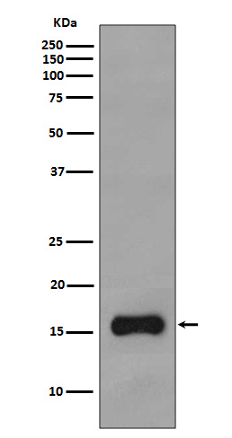 Rabbit Polyclonal Antibody to TOMM20