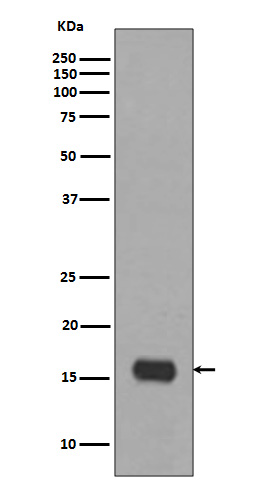 Rabbit Polyclonal Antibody to LC3A