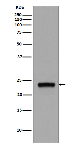 Rabbit Polyclonal Antibody to Rab5