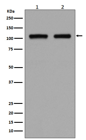 Rabbit Polyclonal Antibody to DGCR8