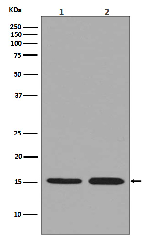 Rabbit Polyclonal Antibody to Histone H3.3