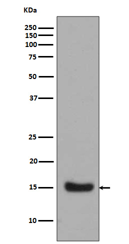 Rabbit Polyclonal Antibody to Midkine