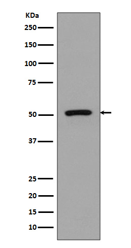 Rabbit Polyclonal Antibody to FLI1